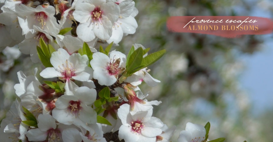 almond-tree-unique-provence-tours