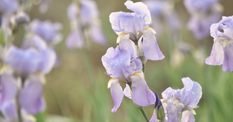 artisans of provence iris growers 