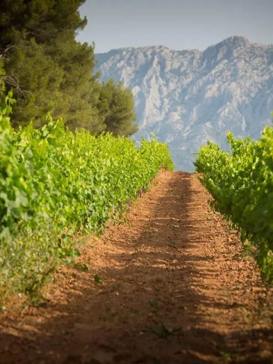 Famille Sumeire Vignobles of Provence