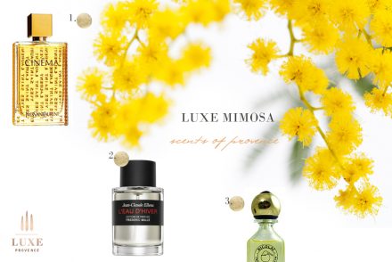 mimosa-lux-provence