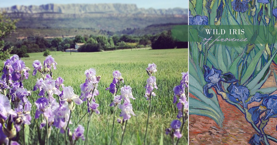 iris of provence