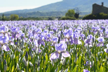 luxe provence box iris fragrance perfume blooms
