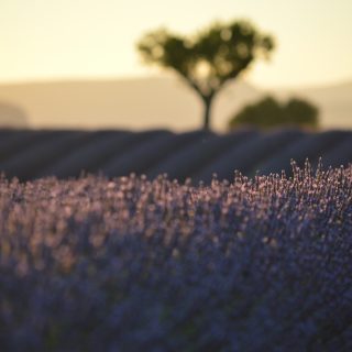 Escape to Haute Provence