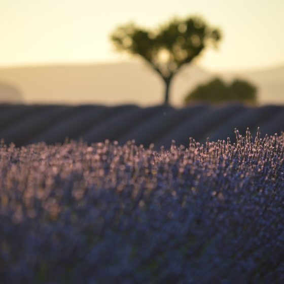 Lavender at the Plateau de Valensole