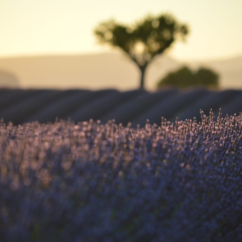 Lavender at the Plateau de Valensole