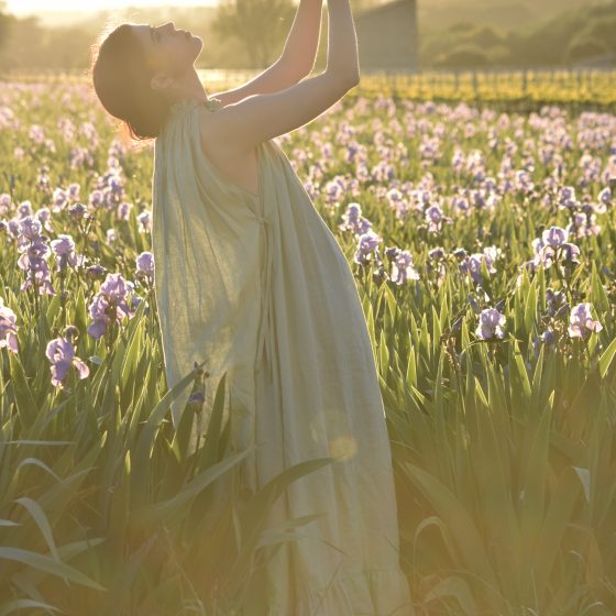 Iris Blooms of Provence
