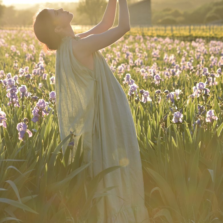 Iris Blooms of Provence
